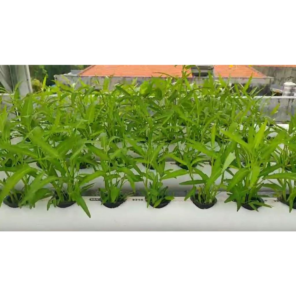 Sayur Hidroponik