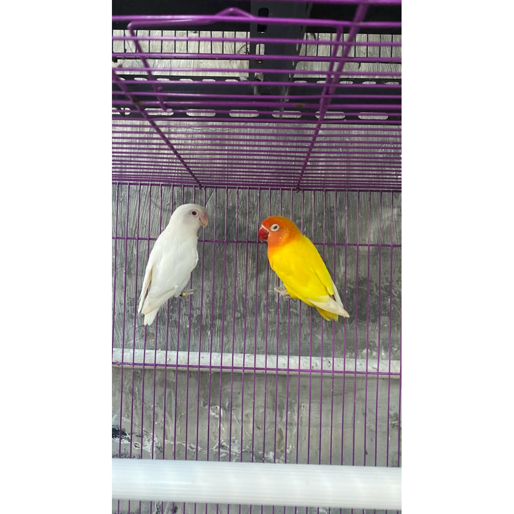 Lovebird Albino x Lutino sepasang