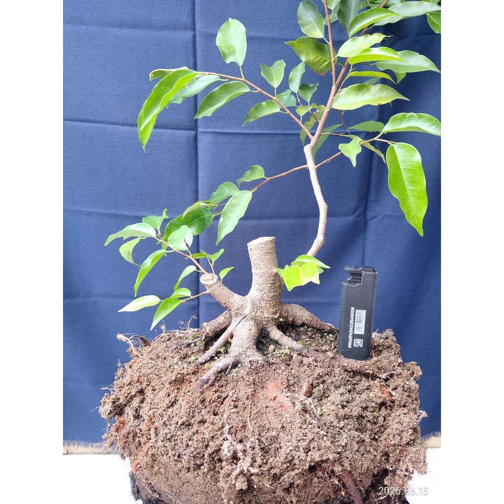 Bonsai Berkarakter Beringin Lokal/Ficus Benjamina(bonsai prospek)