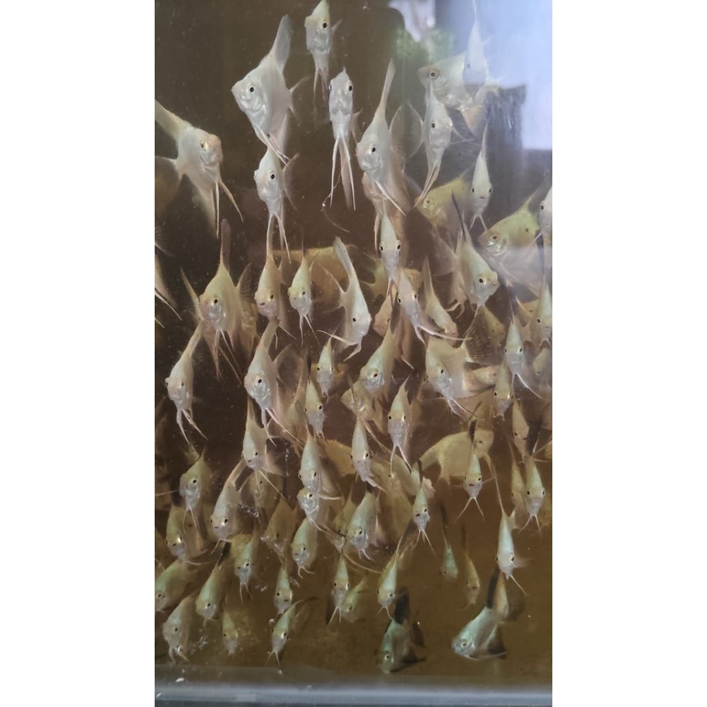 manfish bsp angelfish layang layang bulgarian sealpoint 2,5 cm