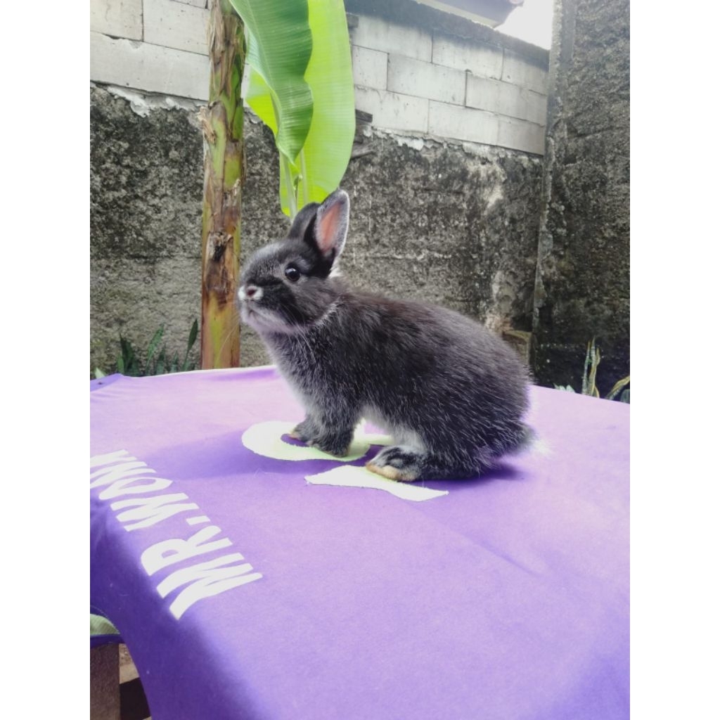 Kelinci mini ND netherland wraft kelinci hias belanda anakan jantan (20).