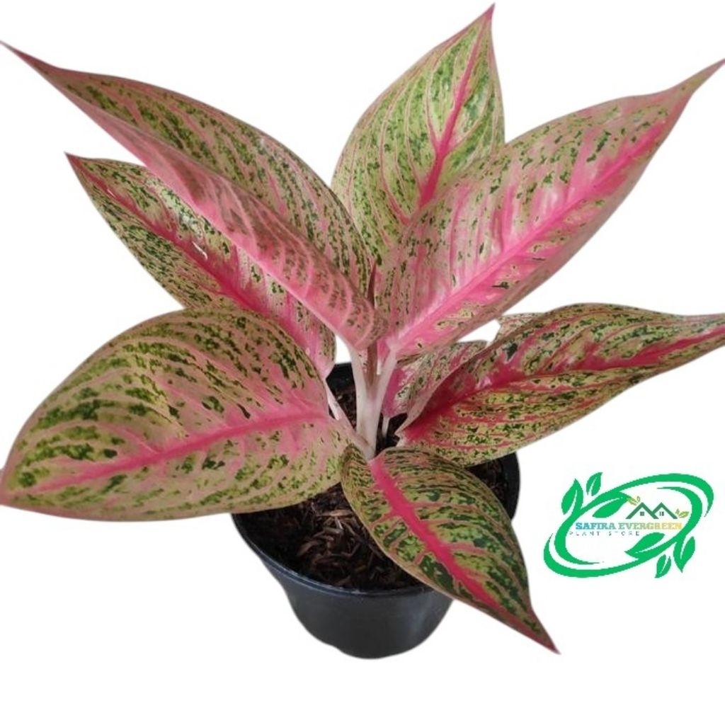 Aglonema legacy remaja | Aglonema legacy | red legacy | tanaman hias aglonema