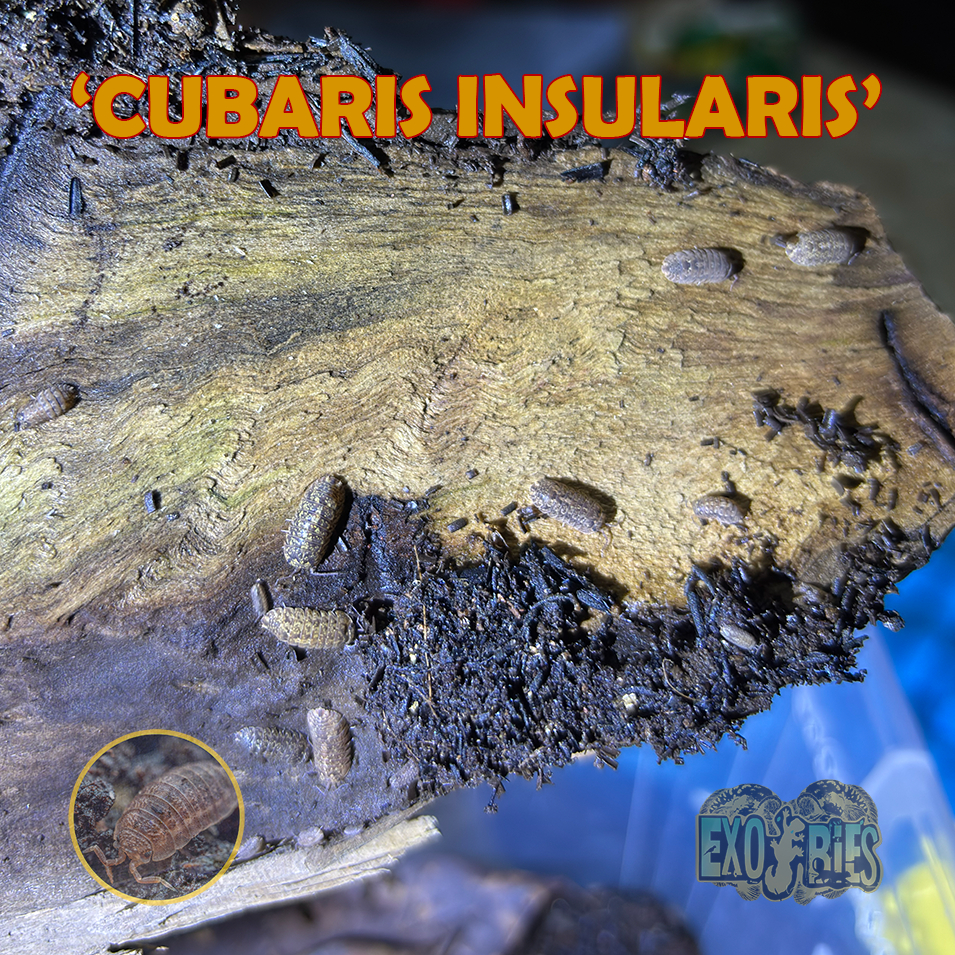 Cubaris Insularis Pengurai Bioactive Paludarium Dan Vivarium Isopoda Cubaris Insularis