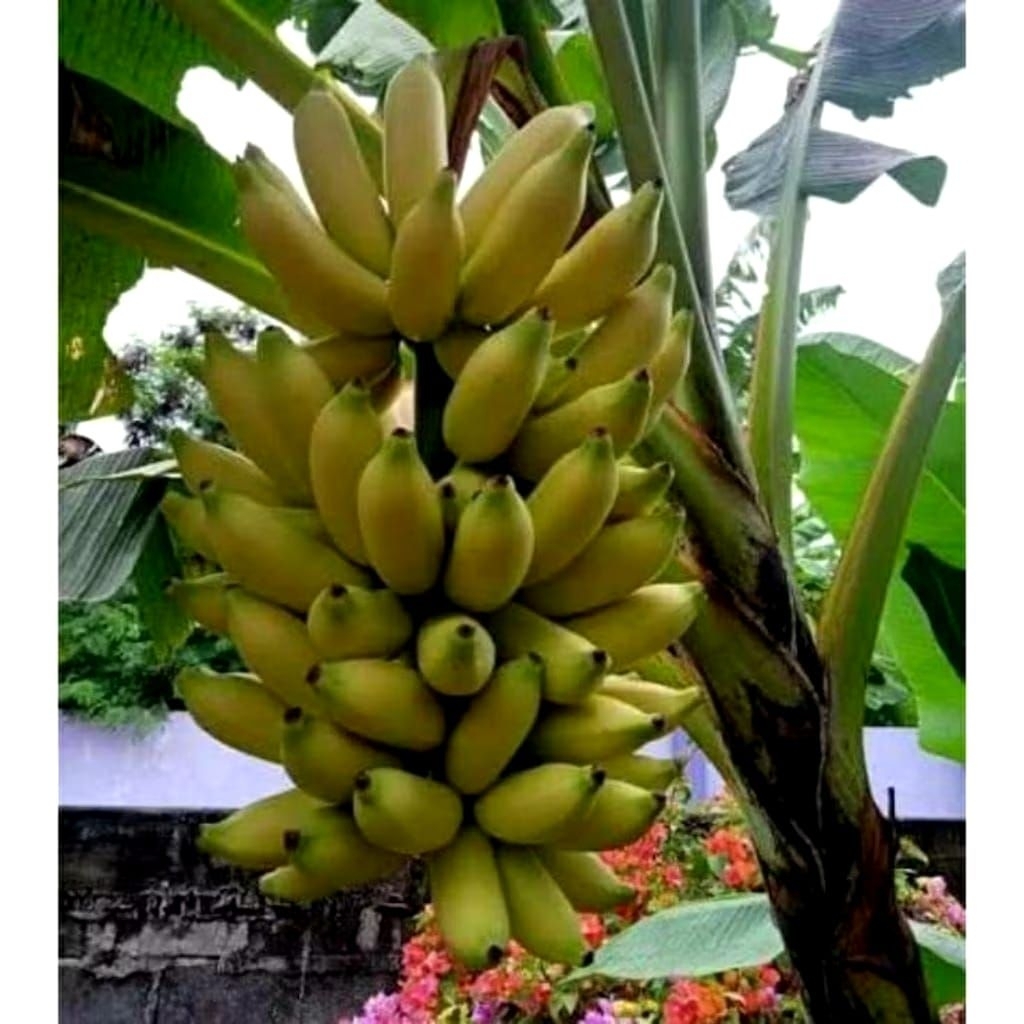 promo bibit anakan pohon pisang mas Kirana bibit unggul