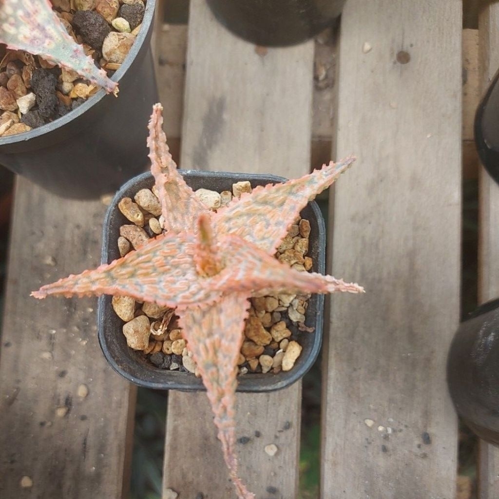 aloe hybrid tct super red anakan