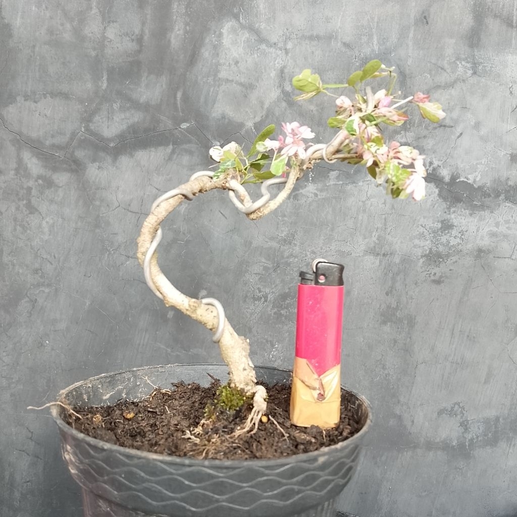 Bahan bonsai mungil asem londo variegata