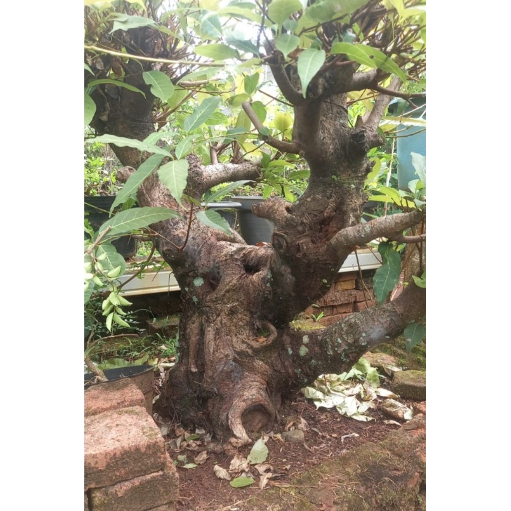 Bonsai Bunut L