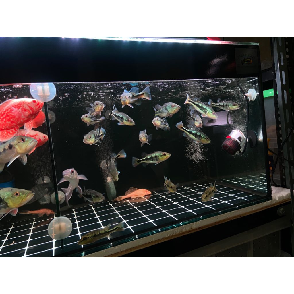 Ikan Peacock Bass Monoculus / Pbass Monoblok Full Pelet