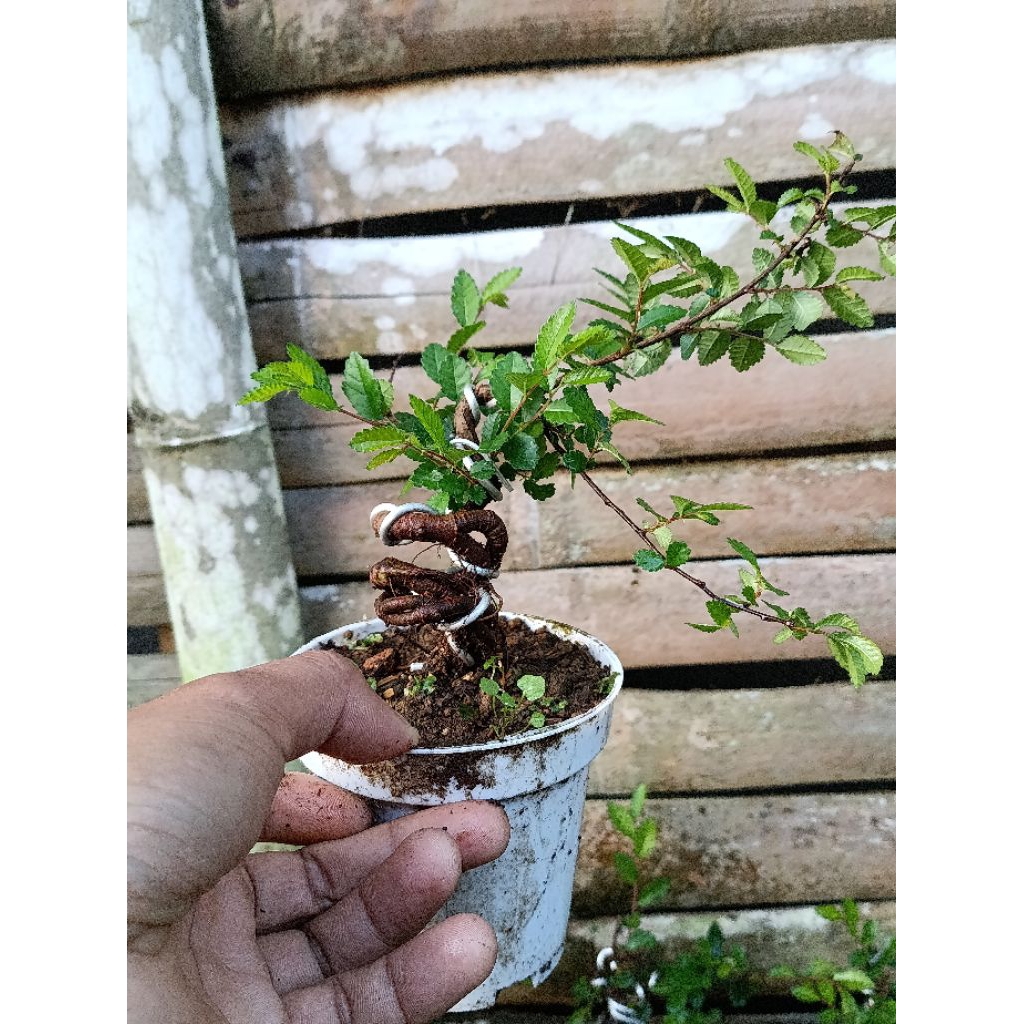 bahan bonsai ulmus mame seperti digambar