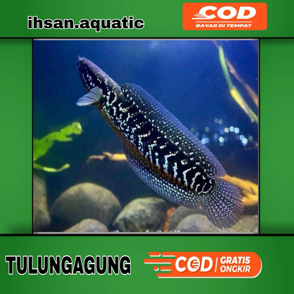 Asiatica ws gondrong white spot 20-24cm full mutiara