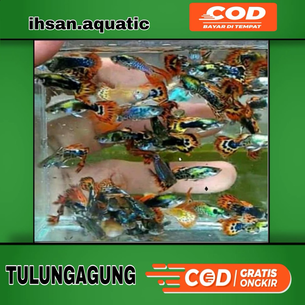 guppy cendol cobra campur jantan betian paket hemat 10 ekor hiasan aquarium