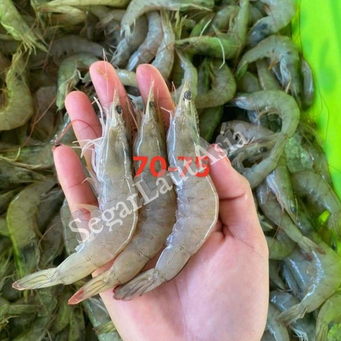 Udang Vaname Segar / Udang Vaname 1Kg / Udang Vaname 70-80 Ekor / Vaname Shrimp