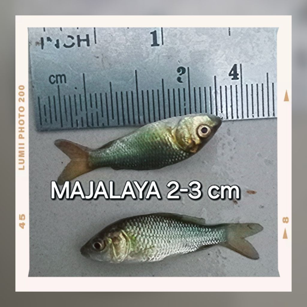 Bibit Ikan Mas Hitam / Tombro Majalaya 2-3 cm