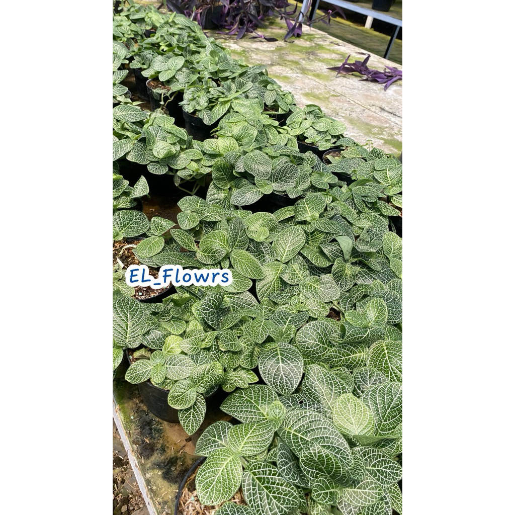 Tanaman hias Fittonia-Fittonia Albivenis