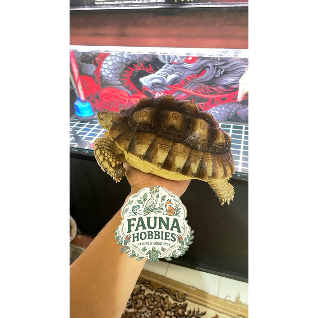 sulcata 24cm betina