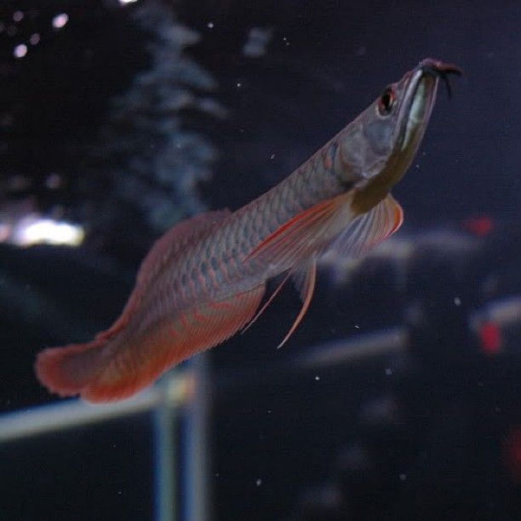 Ikan Arwana Silver red kualitas++ 18-20cm