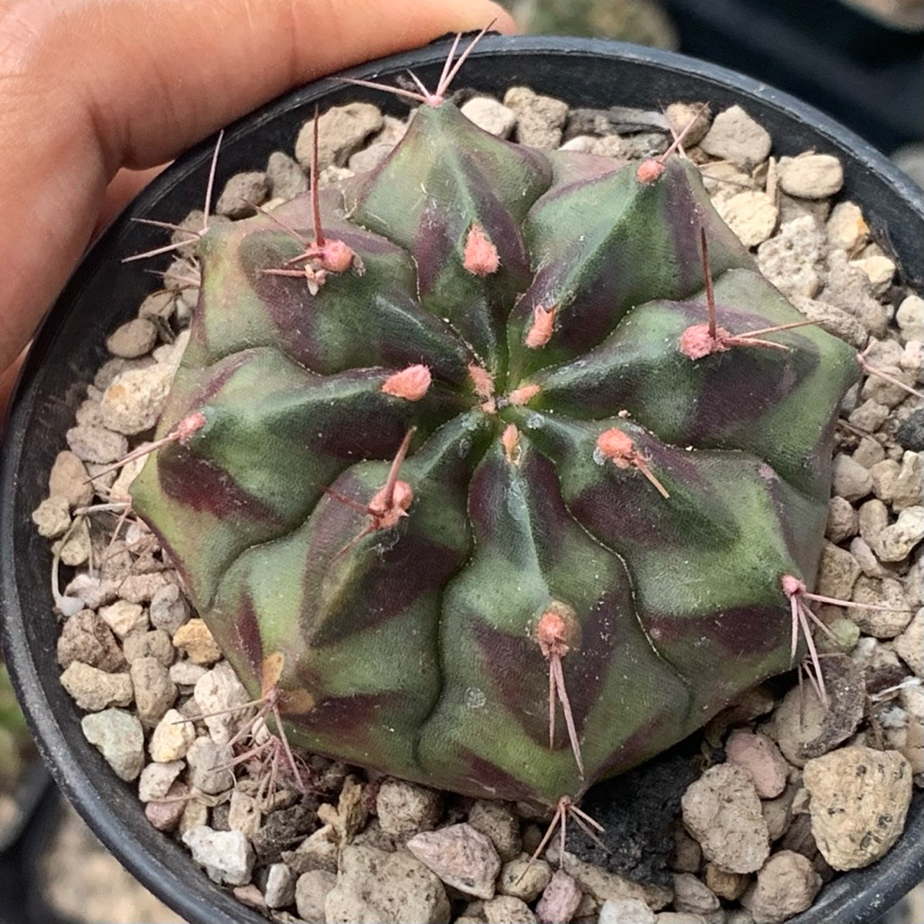 mh61 Gymnocalycium Mihanovichii Medusa Hybrid gymno miha mihanovichi jumbo kaktus tanaman hias hidup