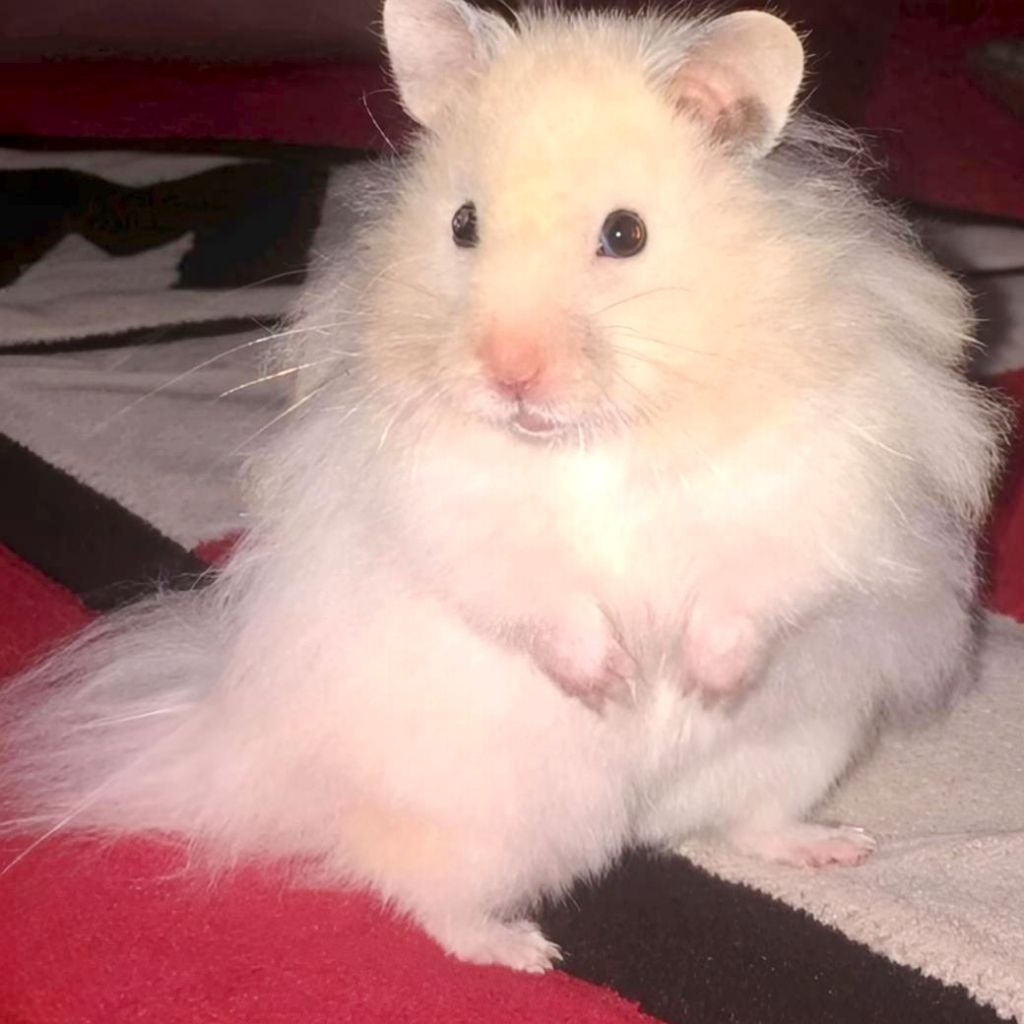 HAMSTER SYRIAN JINAK GEMBUL / HAMSTER HEWAN LUCU TERMURAH