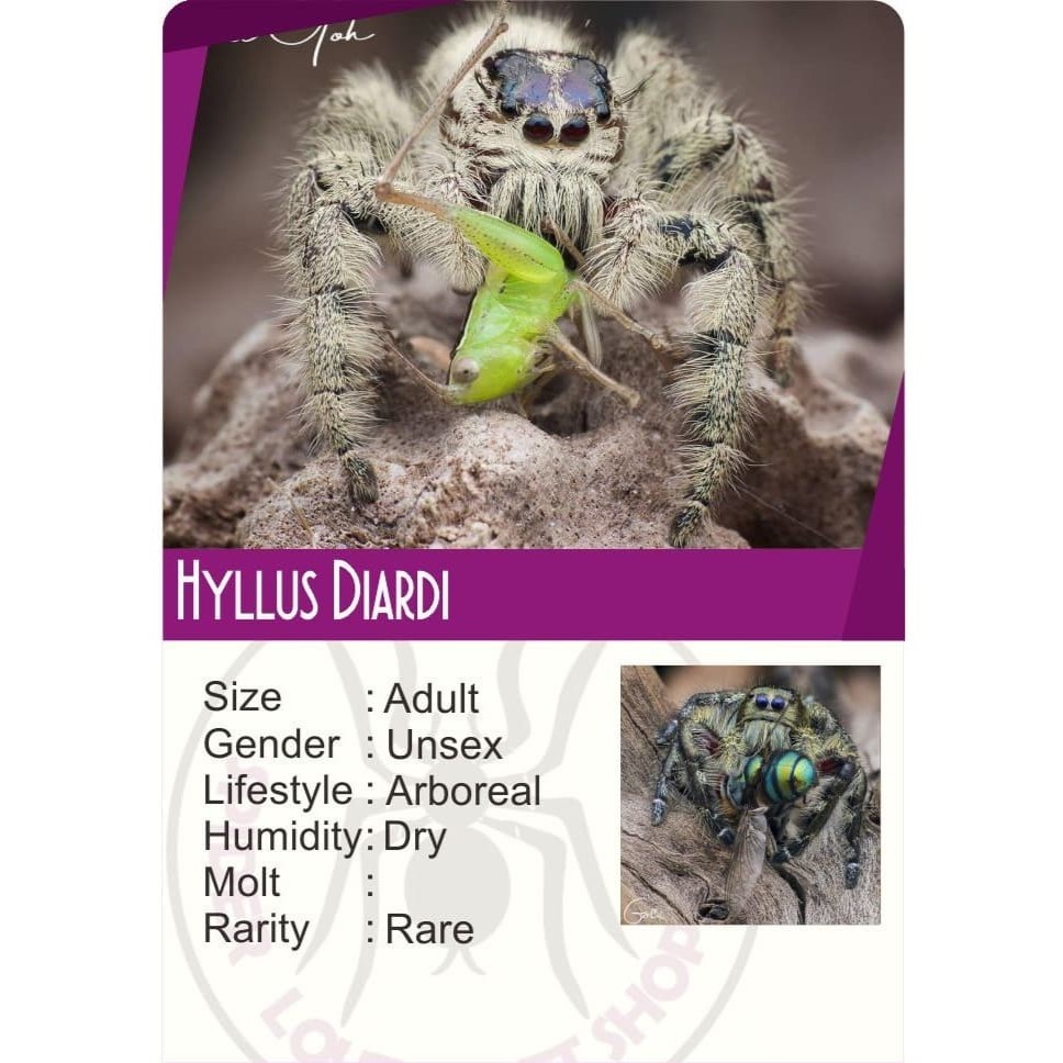 HYLLUS DIARDI - JUMPING SPIDER