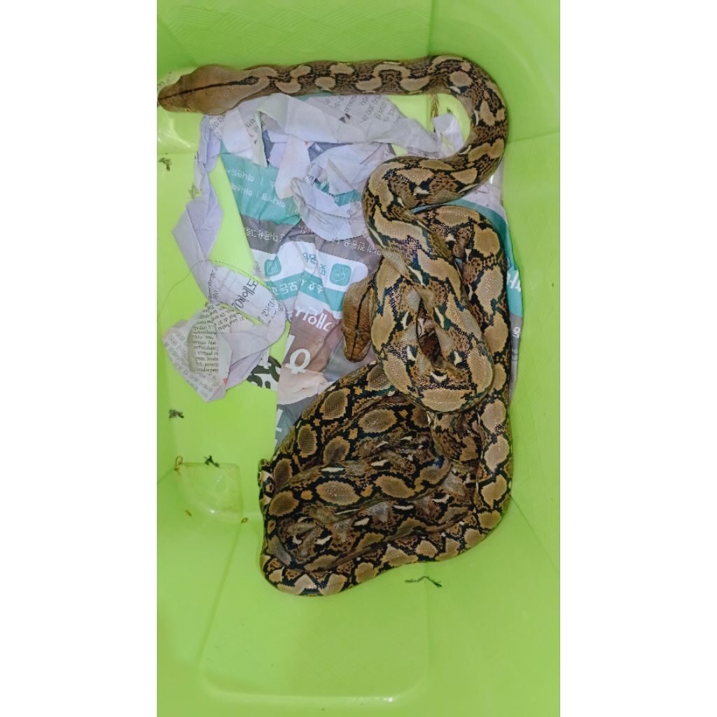 mainan ular baby retic sanca