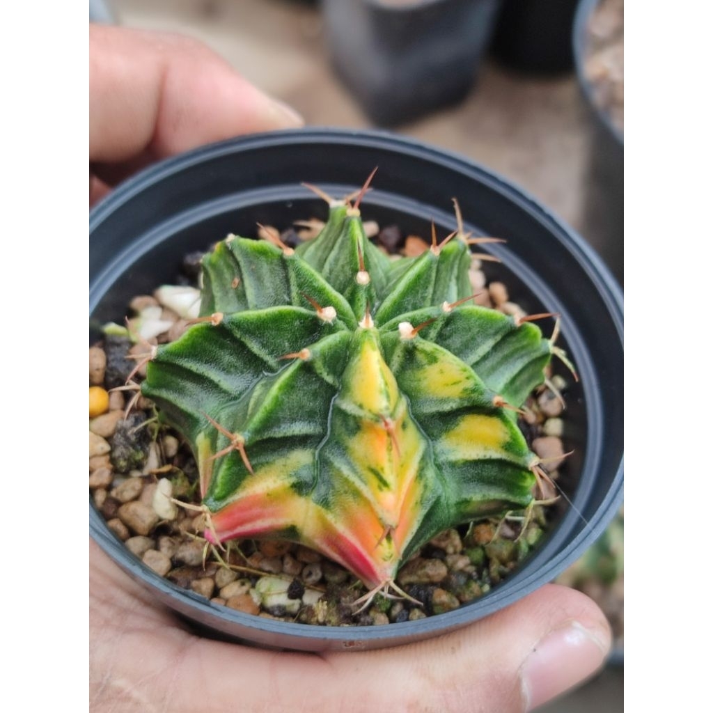 Lb hybrid varigata seedling