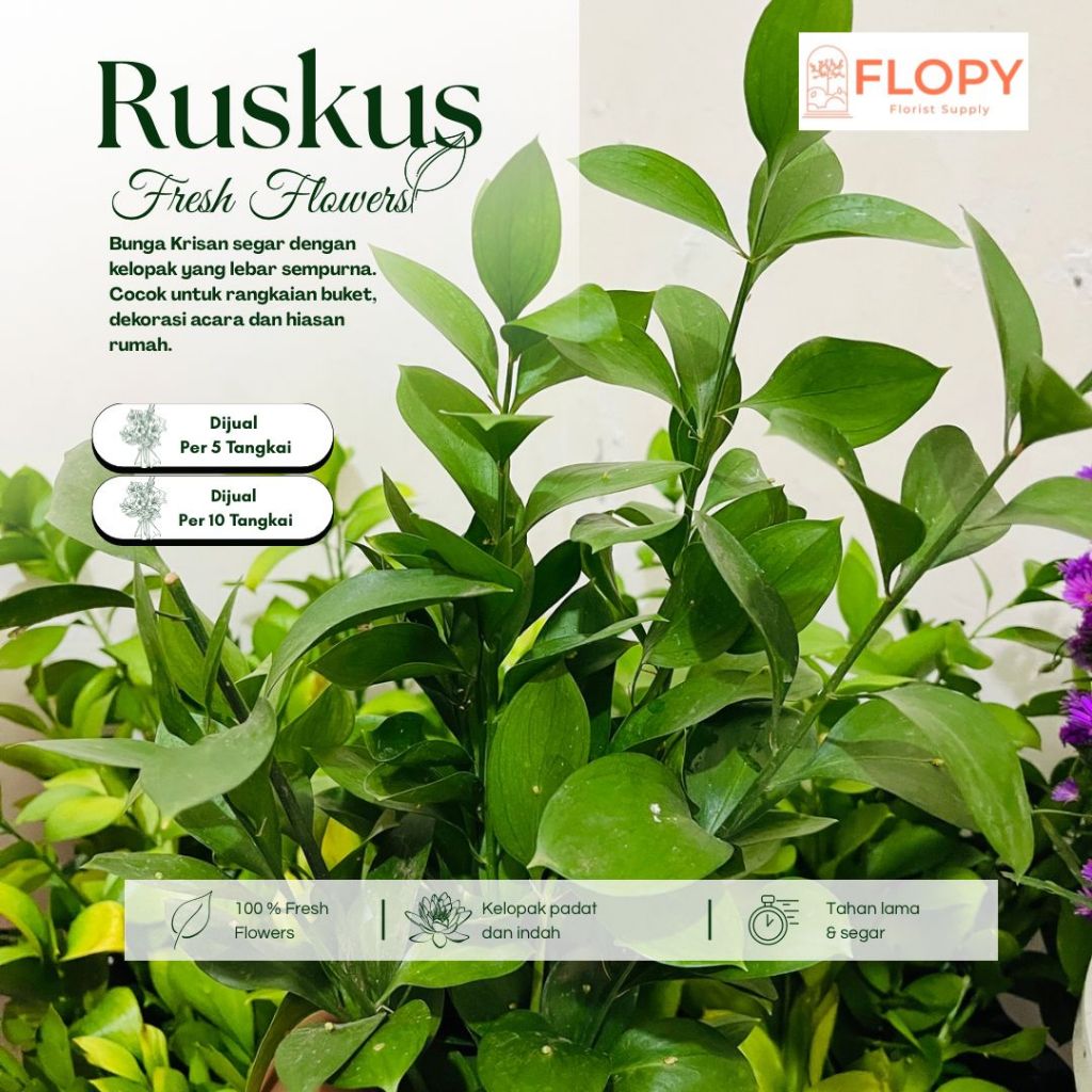 FLOPY - (1 Ikat) Bunga Segar Daun Ruskus / Fresh Flower Daun Ruskus / Bunga Segar Dekorasi