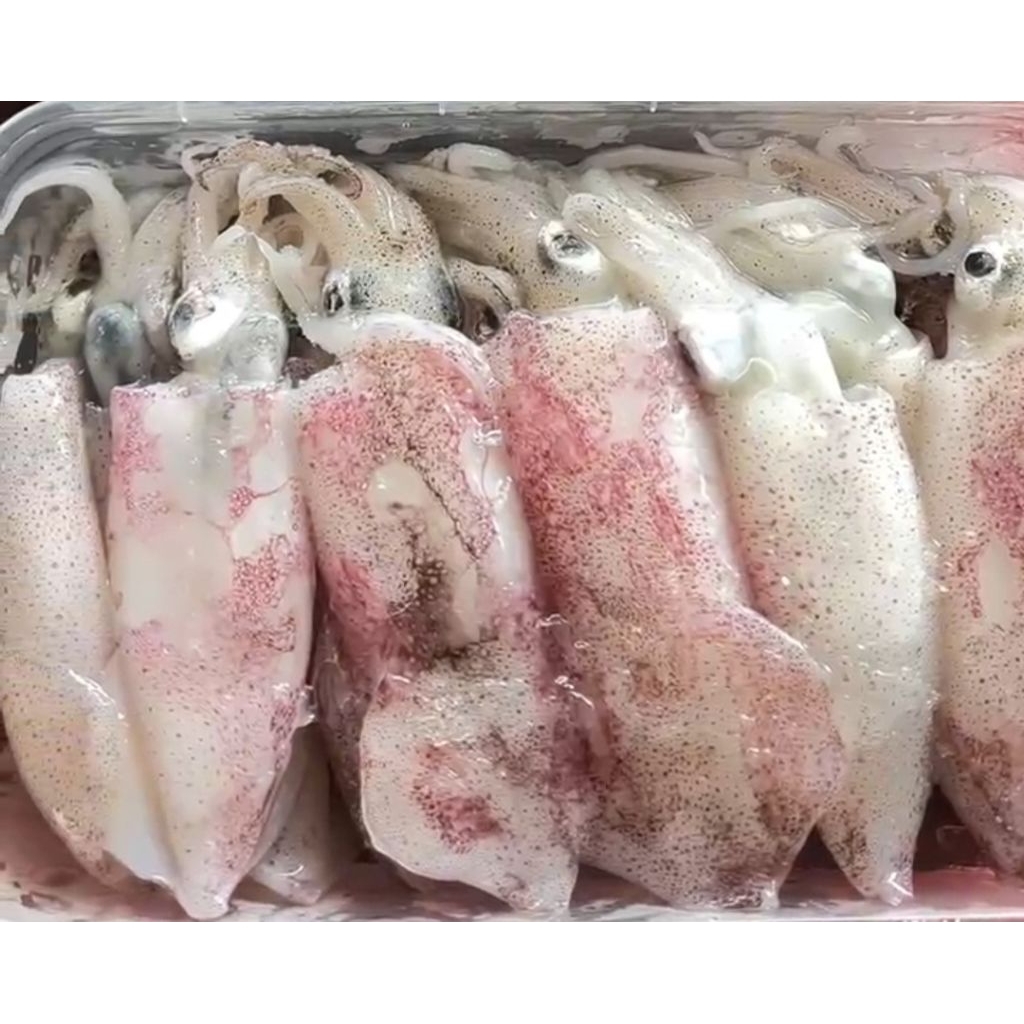 CUMI SEGAR 500g FROZEN