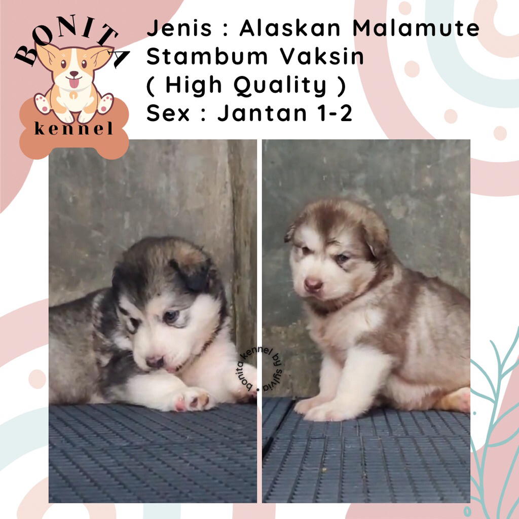 Alaskan Malamute Stambum Jantan Betina Anak Anjing Alaska Malamute Malamut