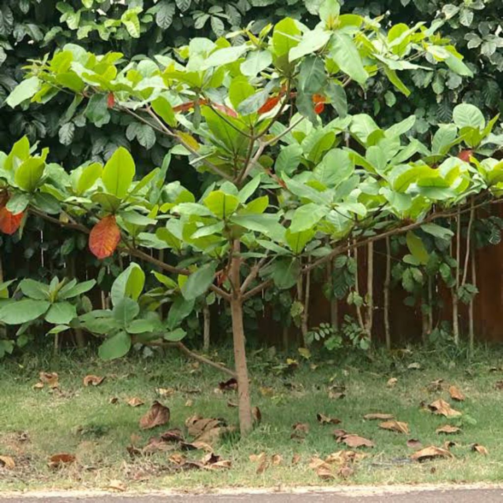 tanaman peneduh ketepeng laut daun lebar rimbun murah berkualitas tinggi dan terjamin(karantina)