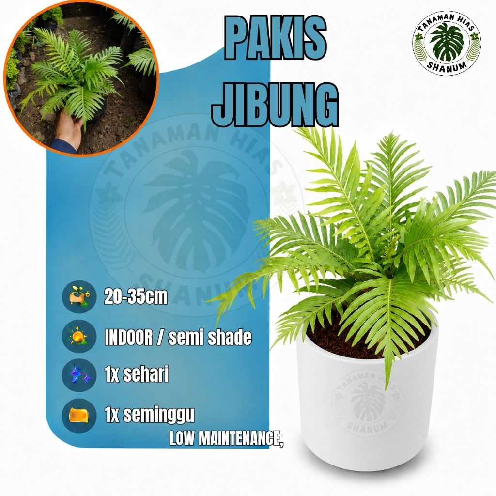 Tanaman hias pakis jibung - pakis jepang - pakis jibung - pakis jibum - tanaman hias indoor outdoor 