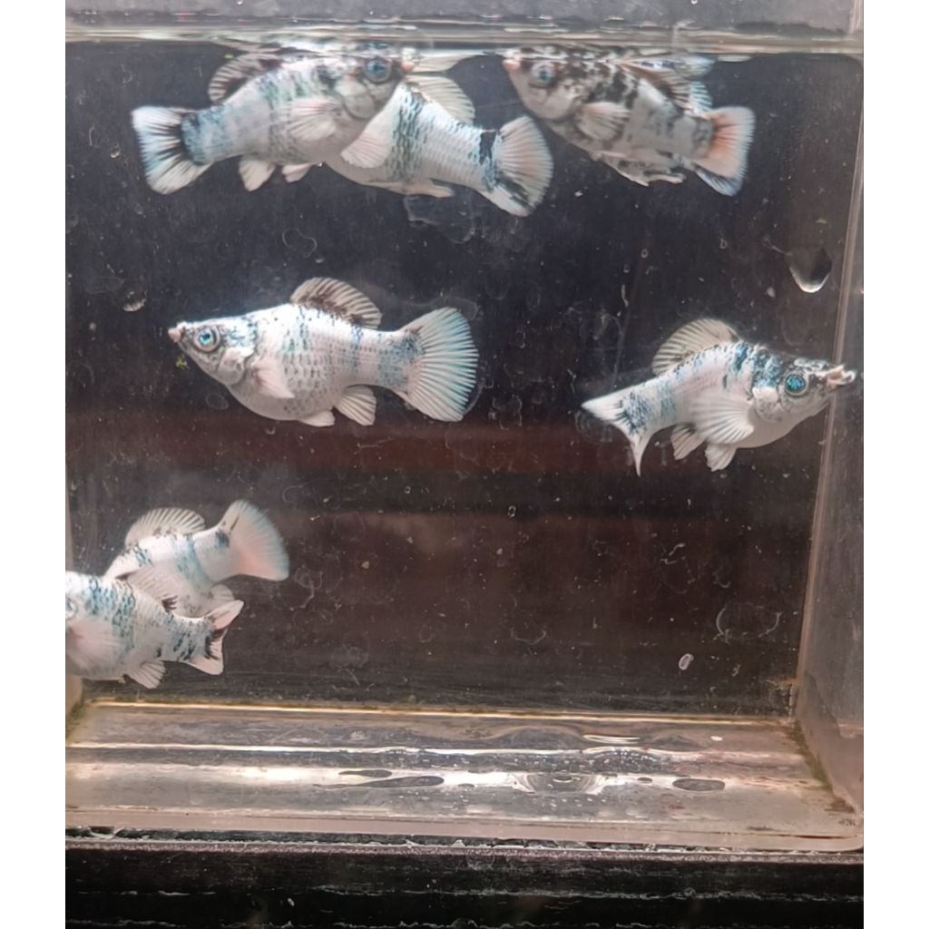 Ikan Hias Molly Zebra Crystal Eye Mata Biru Kristal per ekor