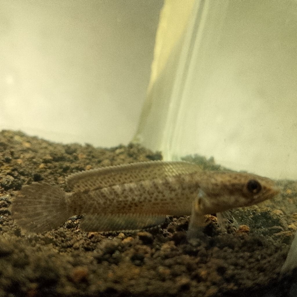 chana stewarti
