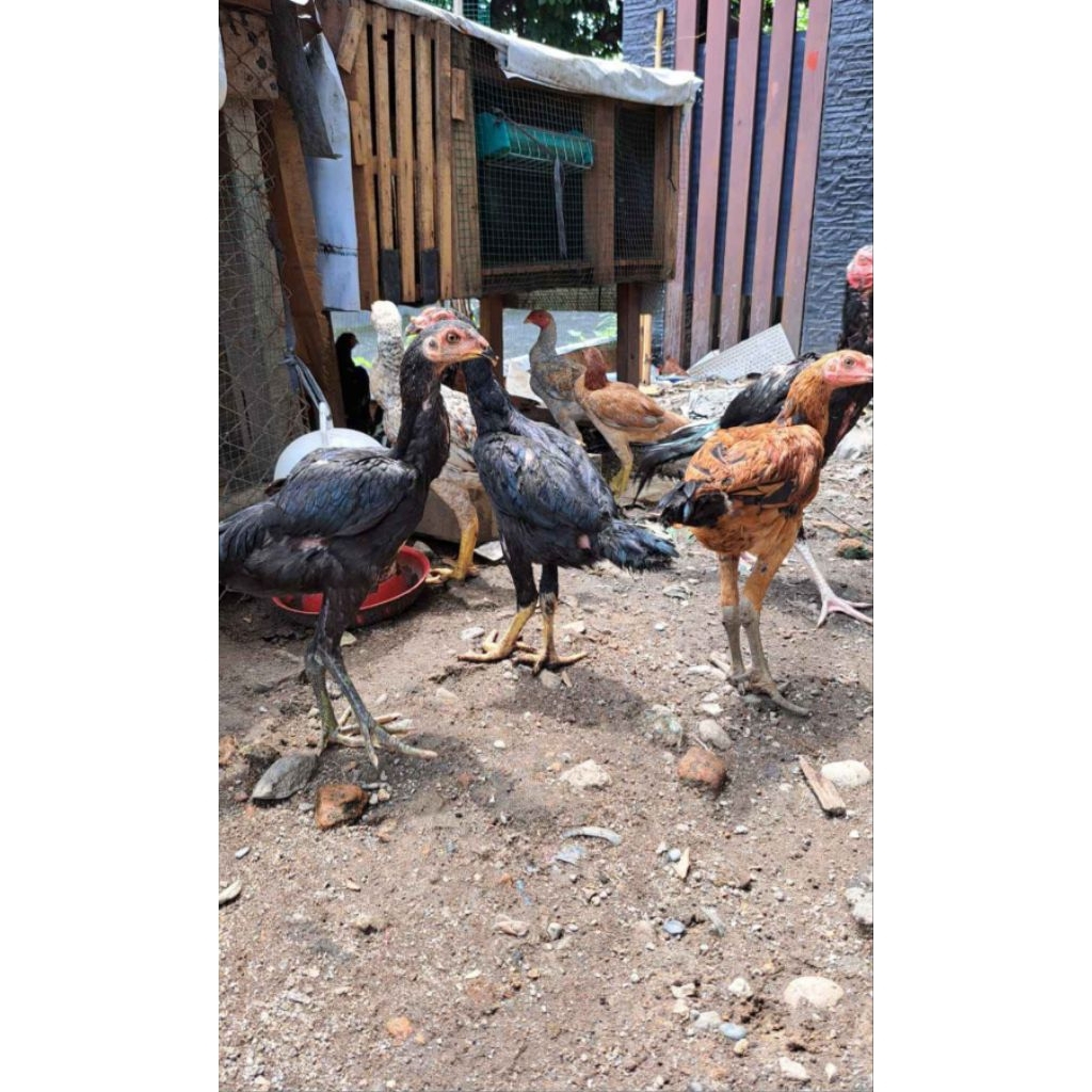 Ayam siam hidup umur 3 bulan only instan