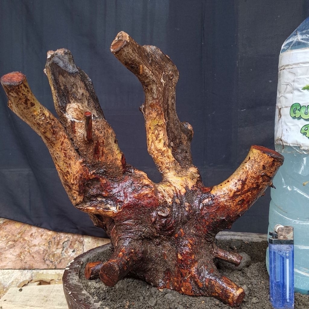 Bahan Bonsai Rukem Pucuk Merah Karakter Tua Ada Keringan Yang Berani Resiko Gruping Style Small Size