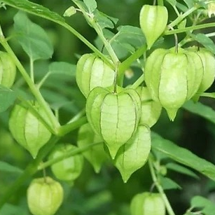 Buah Ciplukan/ buah cecenet Satuan 1 pcs buah cecenet fresh panen dadakan