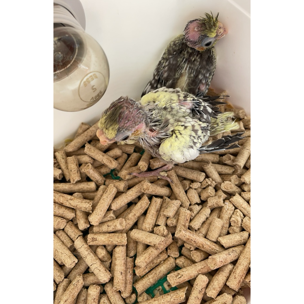 lolohan burung falk parkit australia