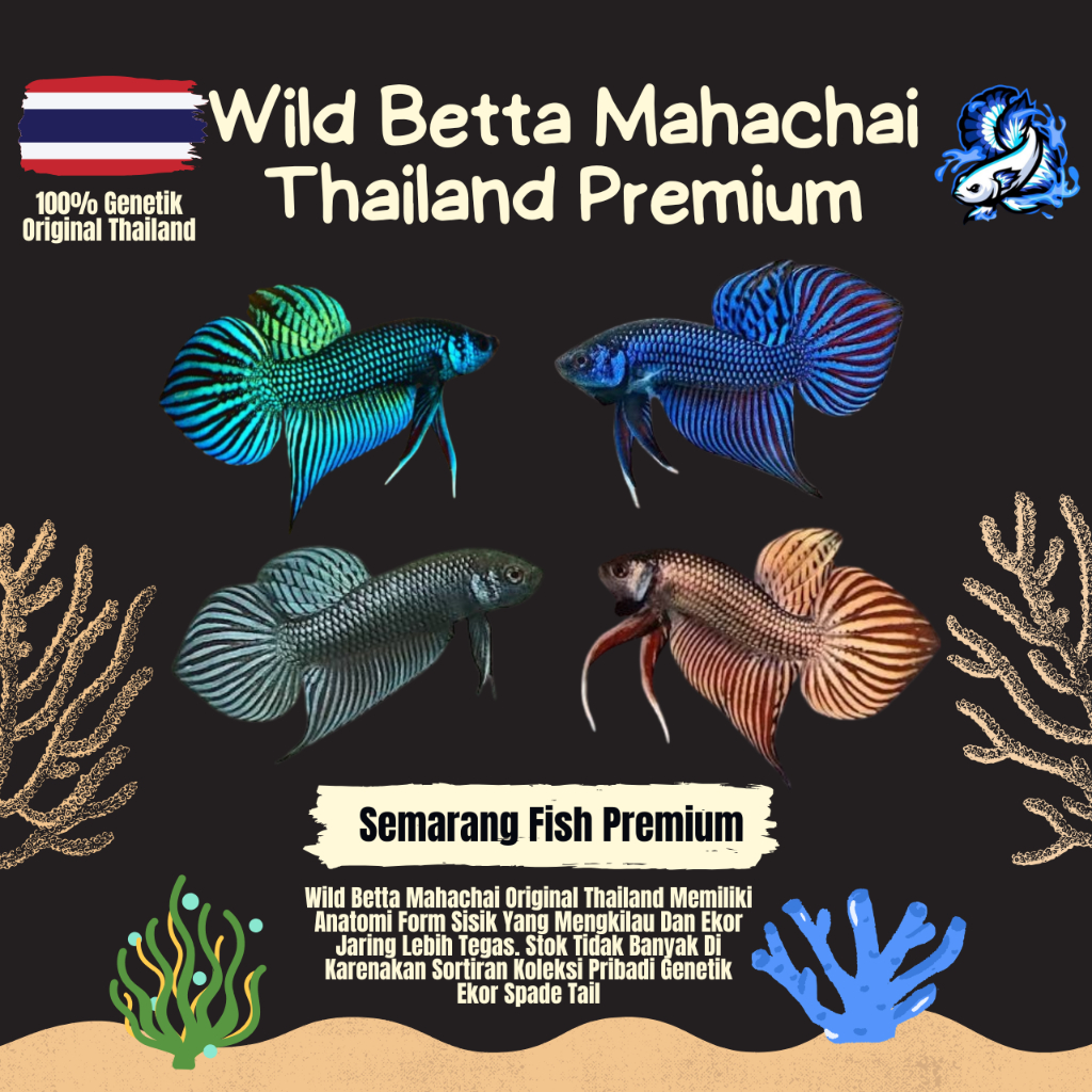 Wild Betta Mahachai Kualitas Premium Grade A
