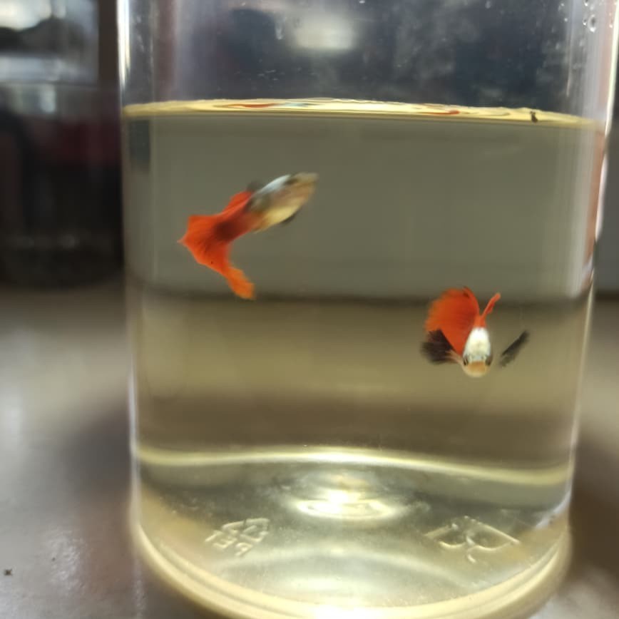 Guppy PRTDE Platinum red tail dumbo ear