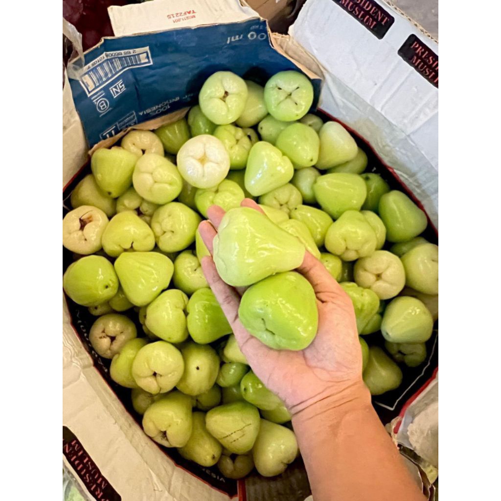 JAMBU AIR HIJAU 1KG | JAMBU AIR
