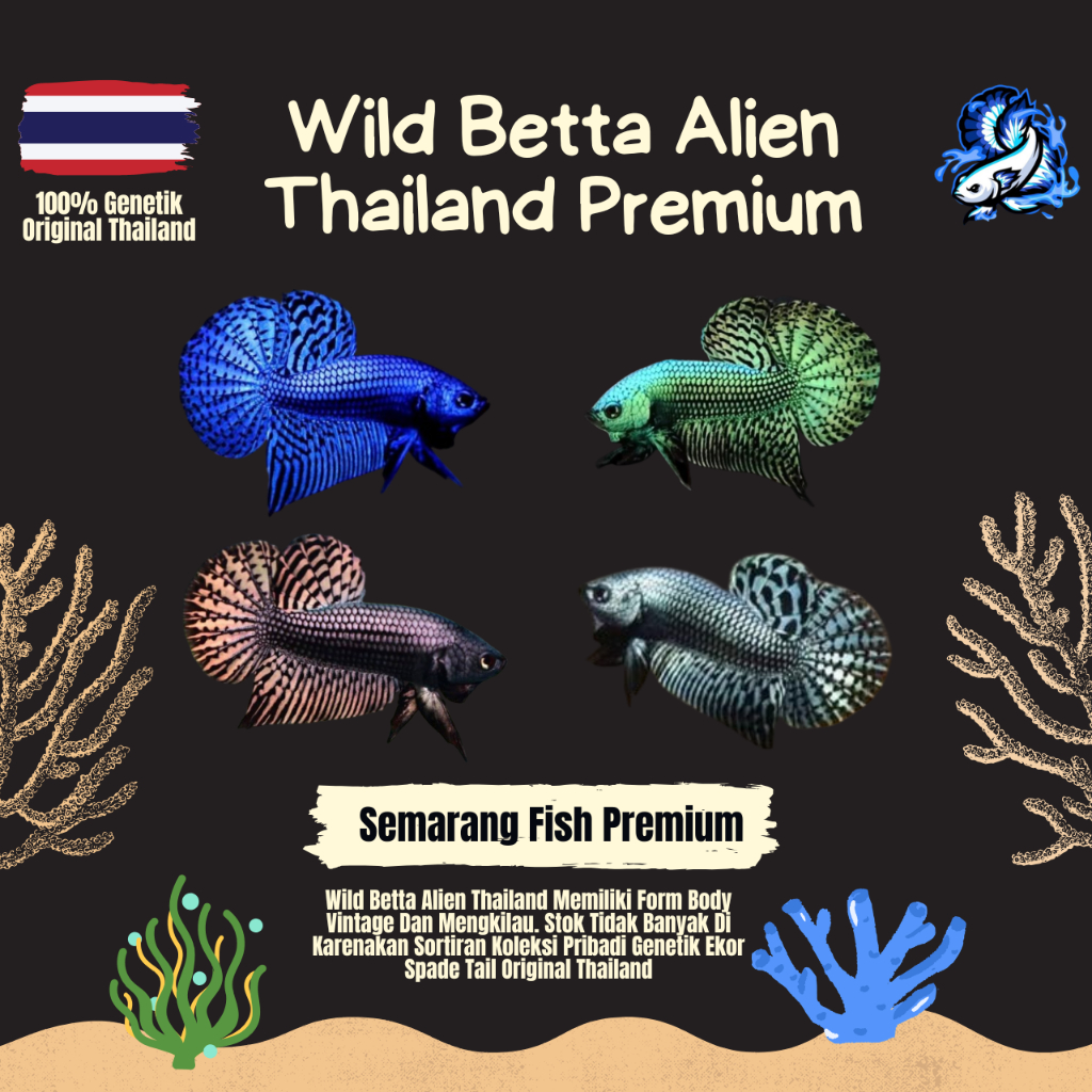 Wild Betta Allien Kualitas Premium Grade A