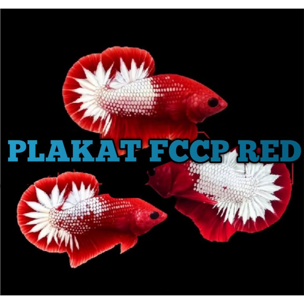 SEPASANG PLAKAT FCCP RED HEAD KUALITAS TERBAIK BETINA FULL TELUR SIAP.BRED