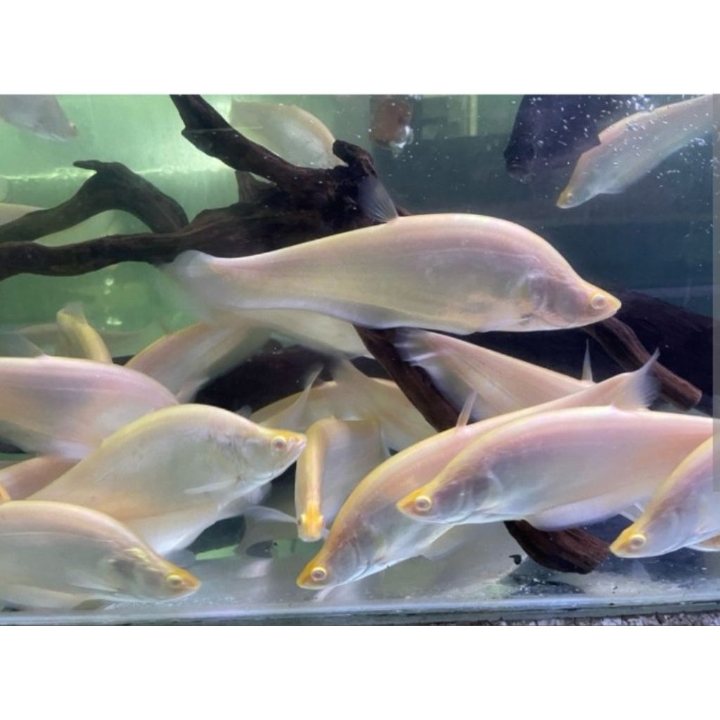 BELIDA ALBINO 10-12CM
