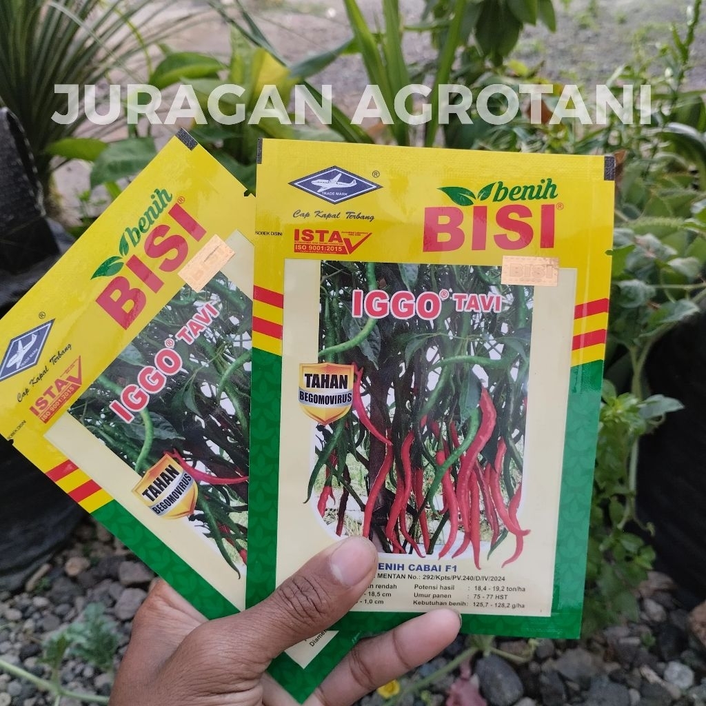 Benih Cabai Merah Keriting IGGO TAVI F1 10 gr Kemasan Pabrik CMK Tahan Virus Berbuah Lebat