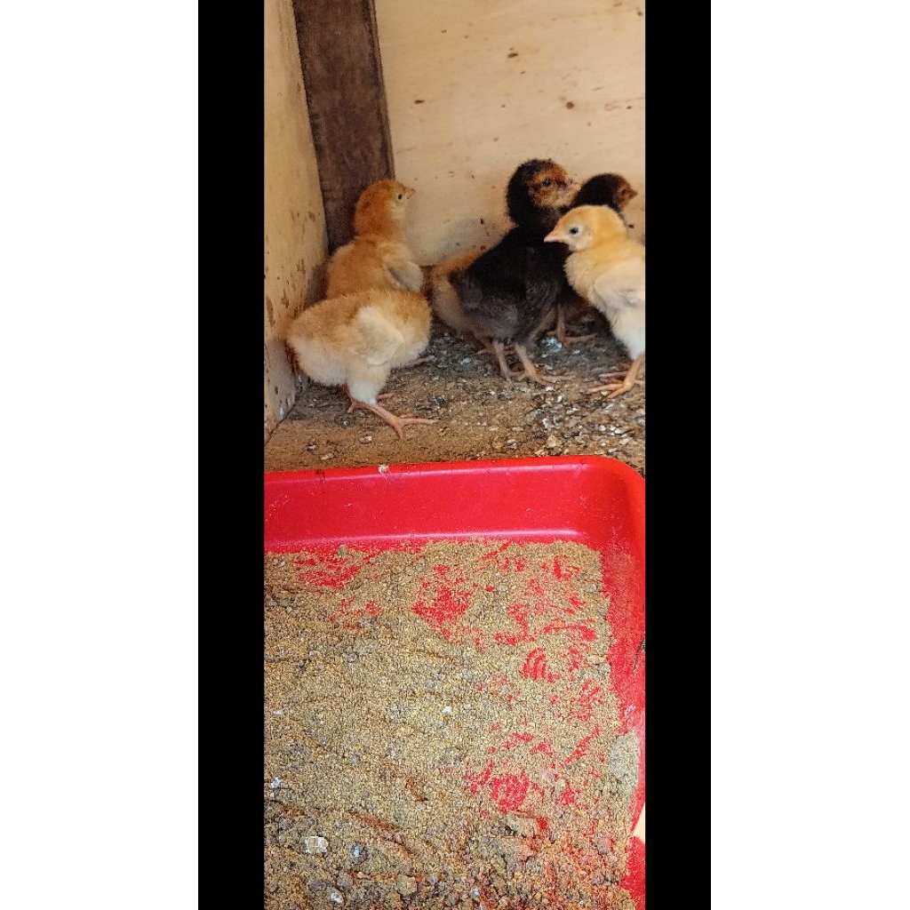 doc ayam mardi x golden permud - mardi x bp3 /ayam kampung modern/ayam kampung pedaging