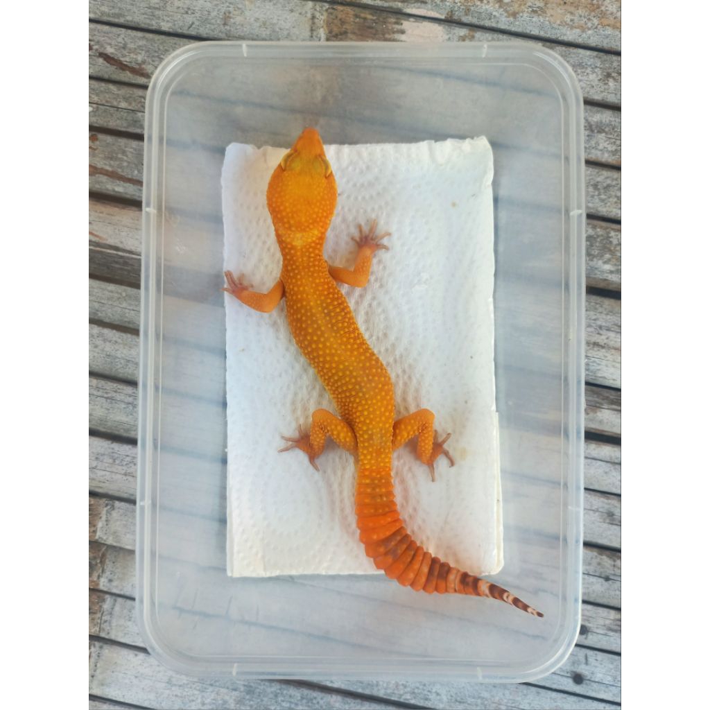 MAINAN GECKO SUNGLOW ADULT SESUAI FOTO