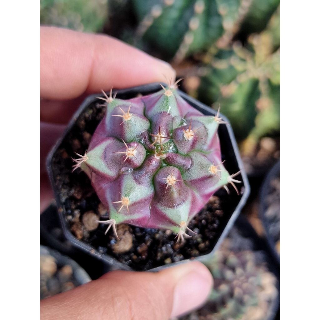 GYMNO PURPLE NEBULA OWNROOT DI POT 6CM//KAKTUS//KAKTUS MINI//KAKTUS HIAS//MIHANOVICHI//GYMNOCALYCIUM