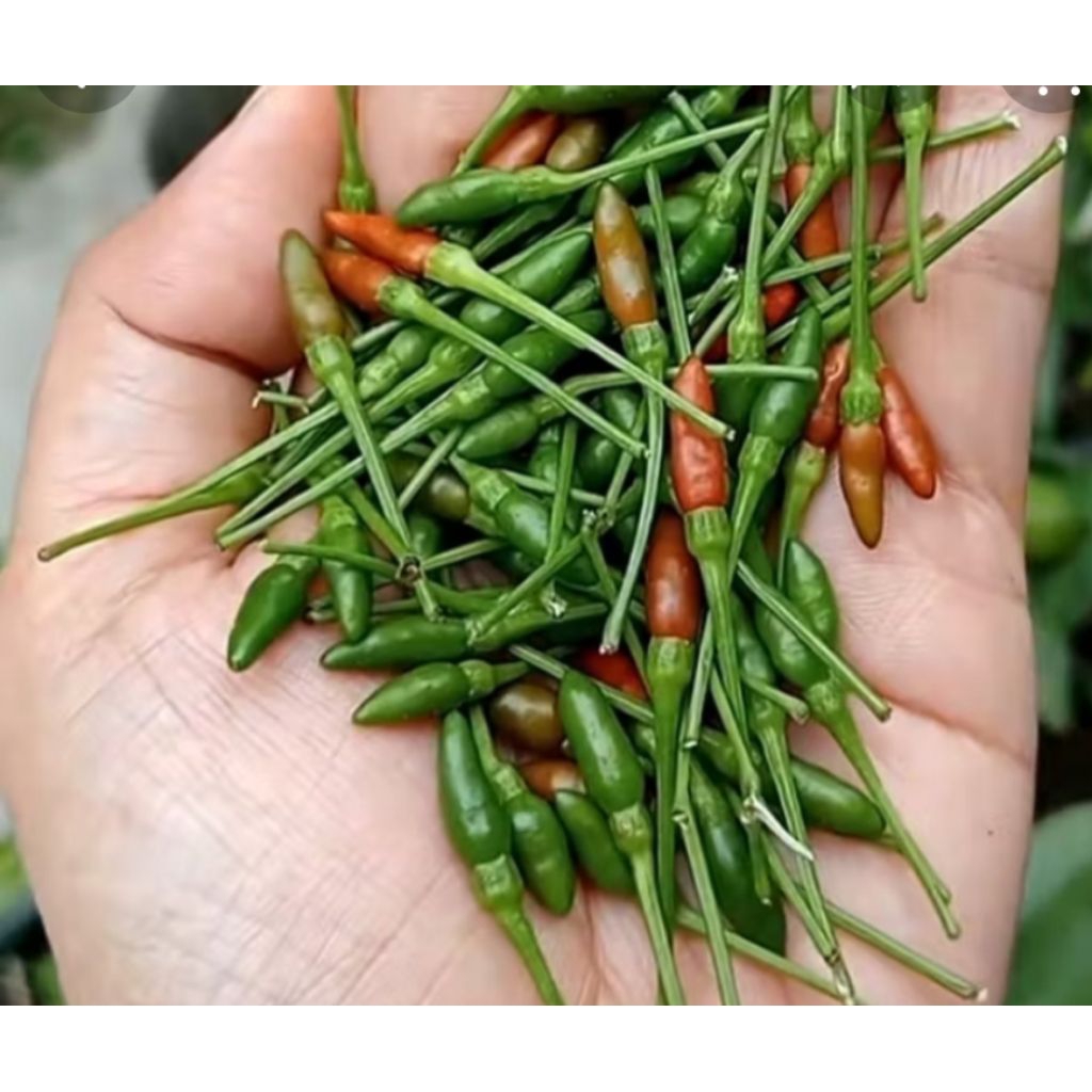 CABE HUTAN ( BURUNG )500 GRAM