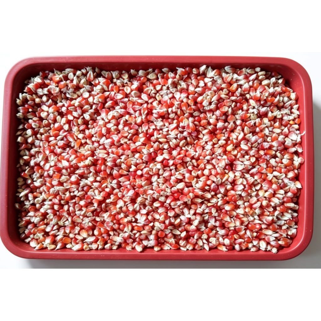 jagung merah kecil kering kemasan 500 gram &1kg jagung kecil merah pakan merpati 1kg