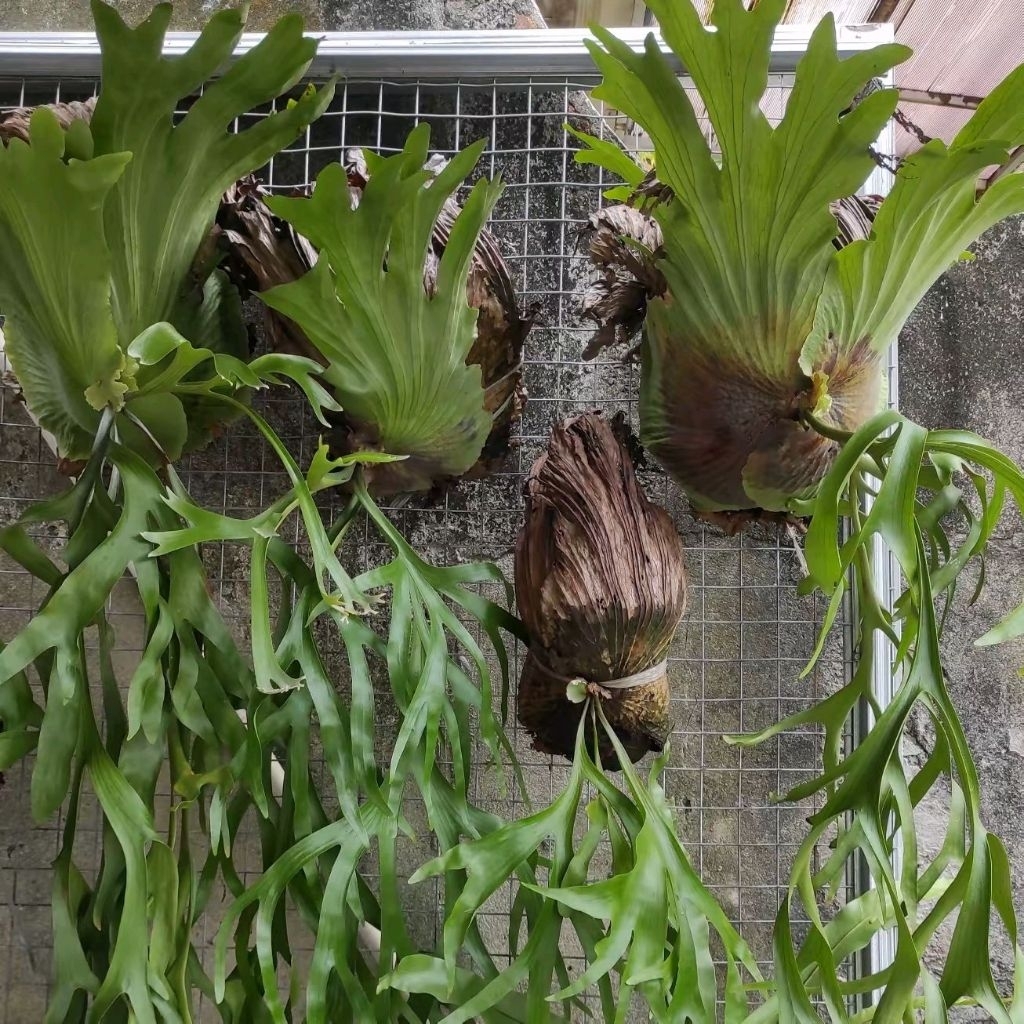 Platycerium Coronarium / Platycerium