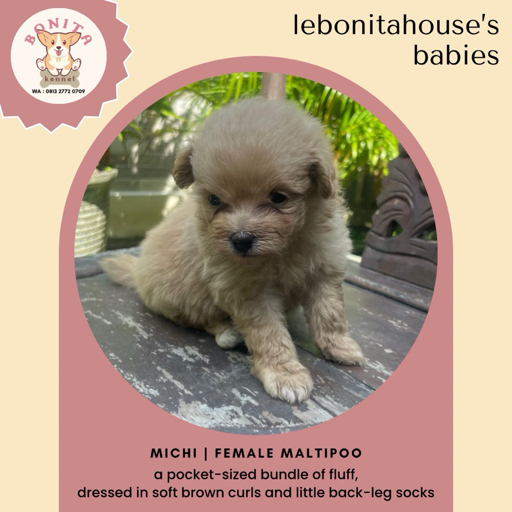 Maltese Mix Poodle Maltipoo Anjing Poodle Maltis Particolor